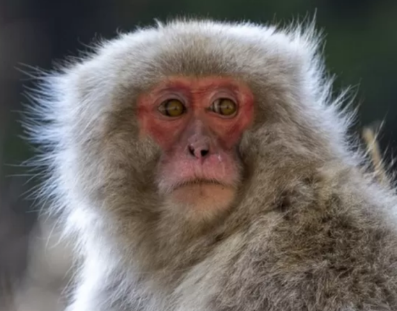 Los macacos japoneses son comunes en gran parte del país.