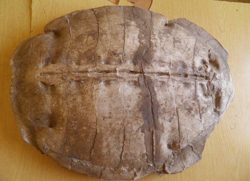 Caparazón de Syriemys lelunensis: El nombre del género combina las palabras griegas ????? (Suría) y ???? (emús), es decir, Siria y tortuga. POLITICA INVESTIGACIÓN Y TECNOLOGÍA UNIVERSIDAD DE TUBINGA