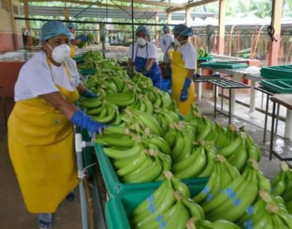 El 25 % de las salidas de banano ecuatoriano tiene como destino Rusia y Ucrania.