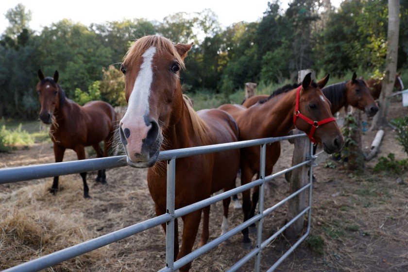 Investigan 153 macabros ataques a caballos en toda Francia