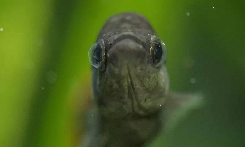 Pez Tequila: el curioso caso del pez extinto que volvió a la vida en los ríos de México