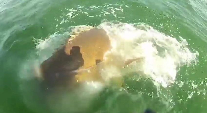 VIDEO Un mero gigante devora un tiburón de un solo bocado