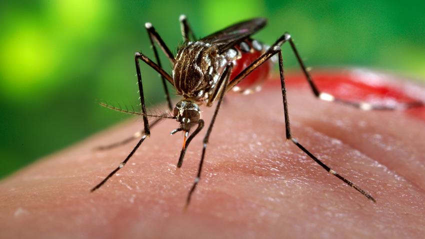 Tres muertos en Colombia afectados de zika y síndrome de Guillain-Barré