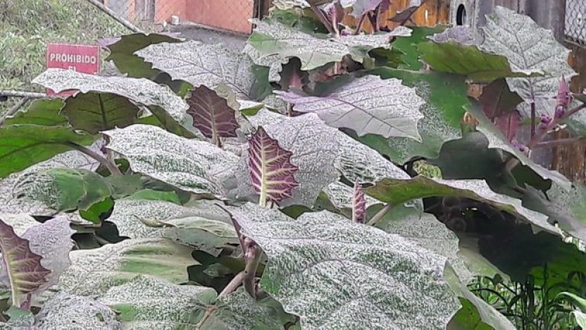 Caída de ceniza del volcán Reventador en Sucumbíos