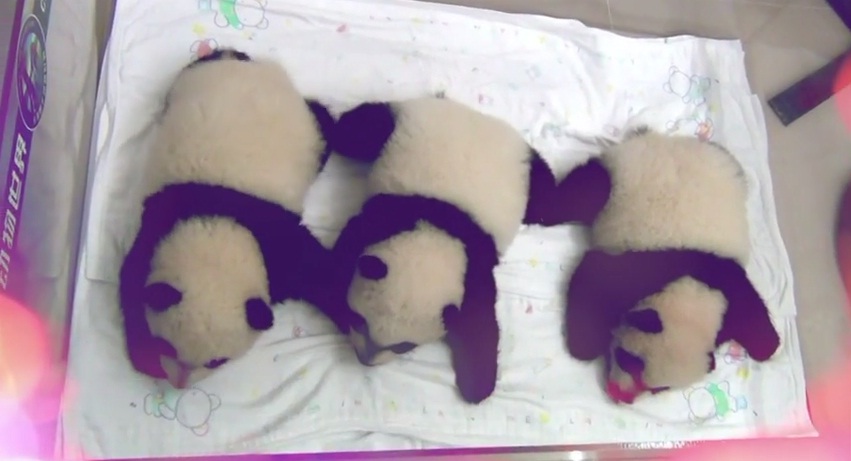 (VIDEO) 100 días en la vida de los pandas trillizos de China