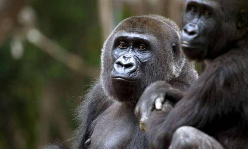 Detectan COVID-19 en gorilas del zoológico de Atlanta, EE.UU.
