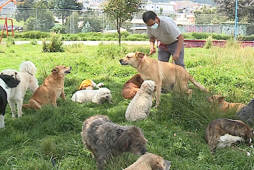 Hombre en Quito cuida a 67 perros abandonados