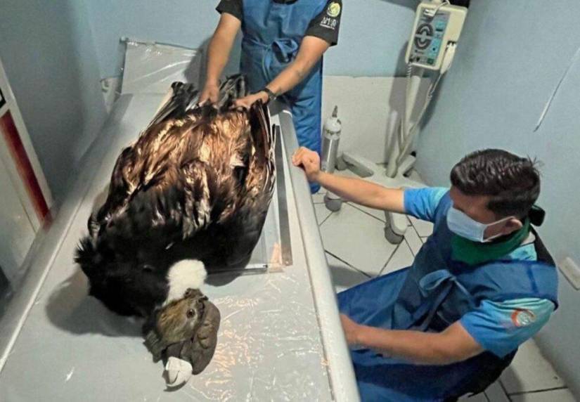 Cóndor rescatado en Cuenca.