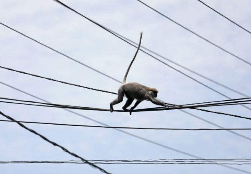 Un mono provoca un apagón en toda Kenia