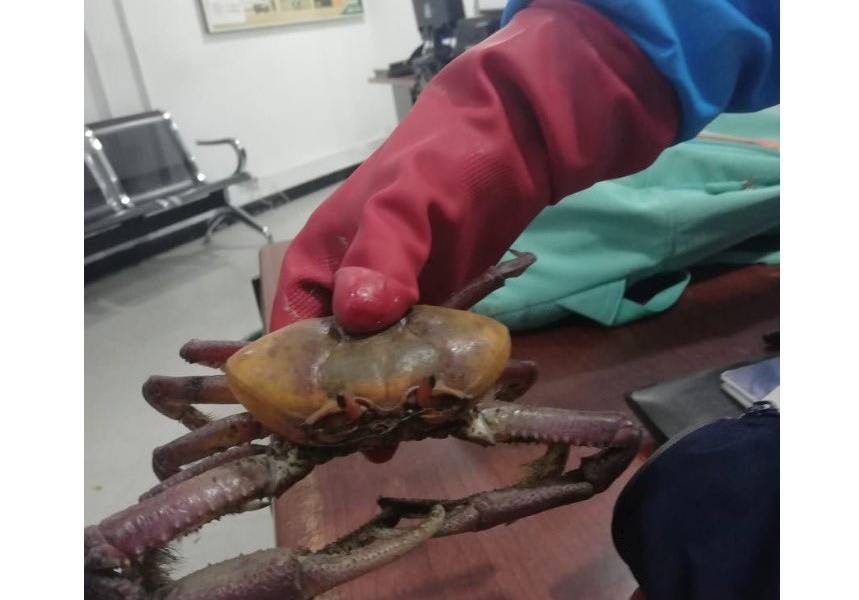 Bogotá: incautan 12 cangrejos a ecuatoriana en aeropuerto