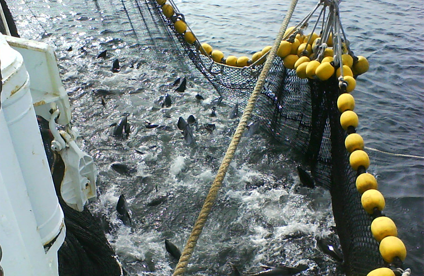 Veda para preservar las poblaciones de atún inicia el viernes en Ecuador