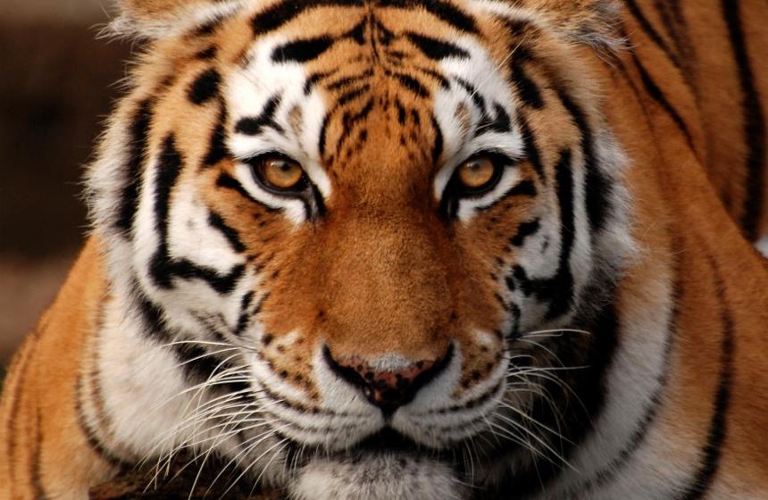 Tigre ataca a una mujer y desaparece en India