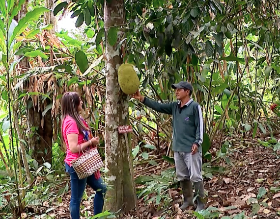 En Pacto, provincia de Pichincha, desarrollan agricultura sostenible sin químicos, consiguiendo frutos orgánicos como resultado.