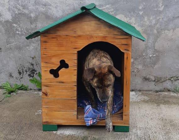 El perro comunitario Manchas al interior de su casa en el barrio Valle del Edén, norte de Quito.