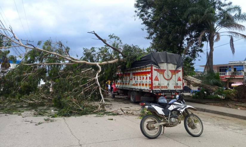 Durán, Guayas.- Ráfagas de viento hicieron caer varios árboles en Guayaquil y Durán.