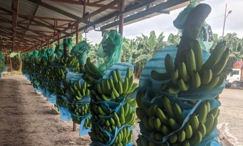 Bananeros piden ayuda al Gobierno ante colapso de ventas a Rusia y Ucrania