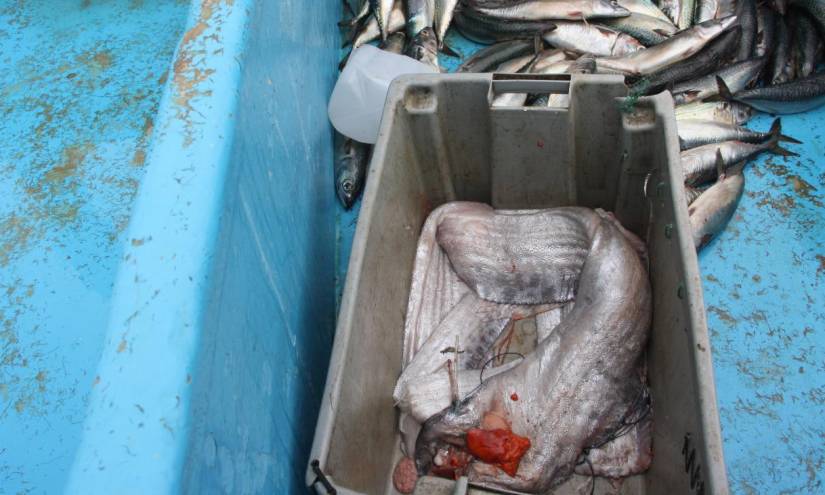 El pescado fue faenado en el puerto de Anconcito.