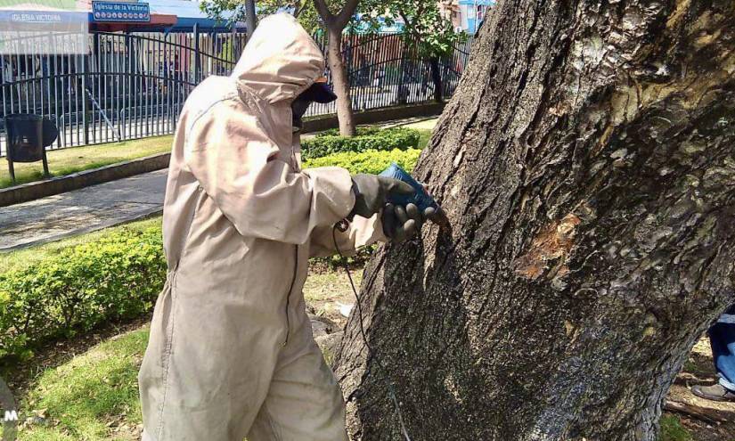 Un trabajador inyecta un químico en la corteza de un árbol en la Plaza Victoria, en el centro de la ciudad.