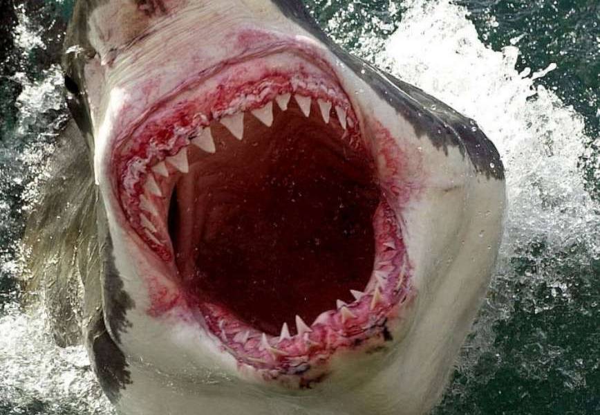 Surfista sobrevive ataque de tiburón en California