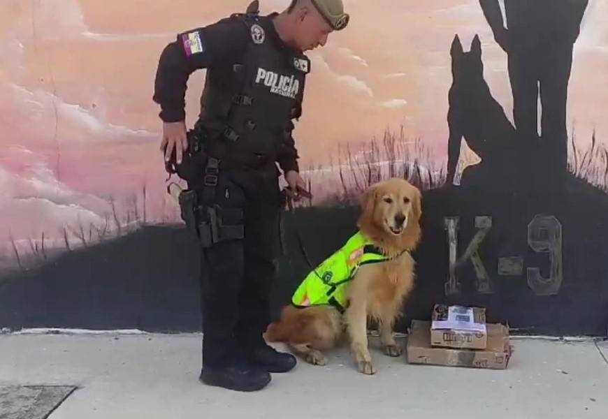 Un perro antinarcóticos evitó que un pasajero viajara con 2 880 dosis de cocaína a España desde Quito
