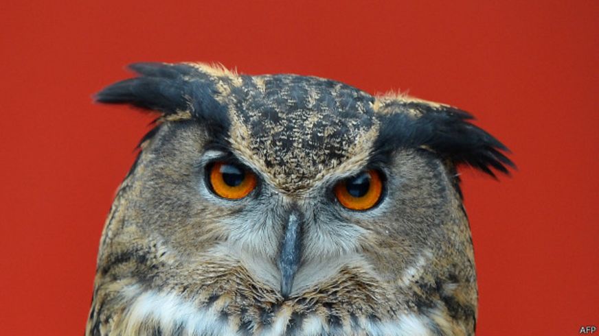El búho que tiene aterrorizados a los habitantes de una ciudad holandesa