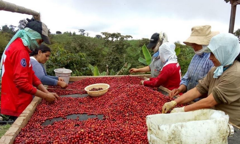Coffee Relief trabaja con una docena de caficultores de Vilcabamba, Íntag, Loja, Nanegalito, Galápagos y Guayllabamba.