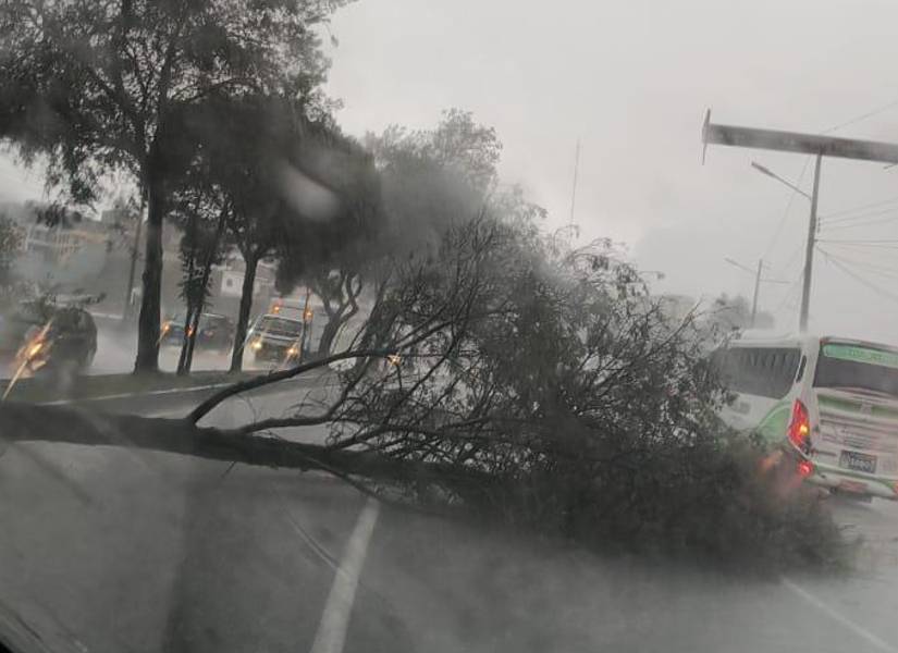 Imagen del árbol que cayó sobre un auto en la avenida Simón Bolívar de Quito, el 1 de noviembre.
