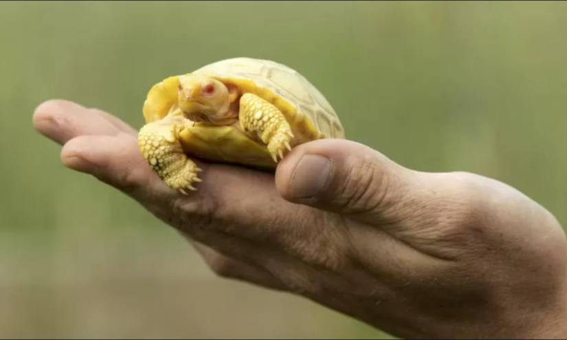 La primera cría albina de una tortuga gigante de Galápagos nace en un zoológico suizo