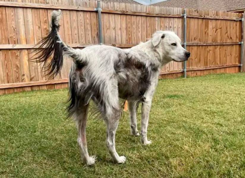 Así se ve un perro que cambia su pelaje a causa del vitíligo