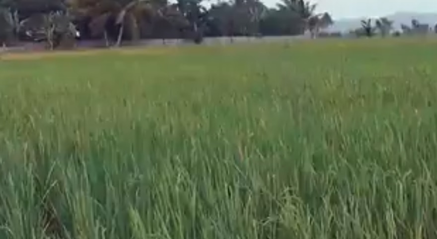 Falta de agua pone en peligro producción de arroz en parroquia de Manabí