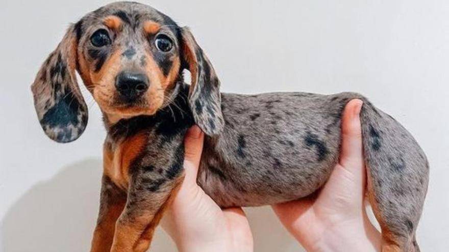 Alemania piensa prohibir a los perros salchichas