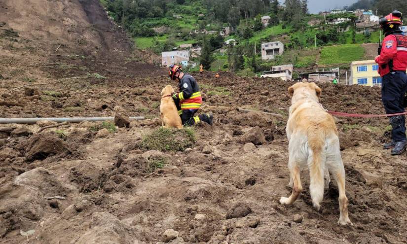Deslave en Alausí: perros ayudan en la búsqueda de las víctimas