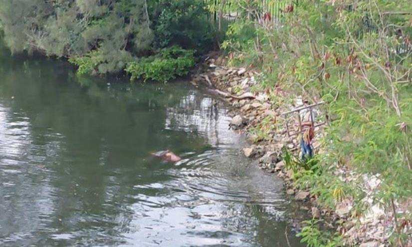 Un cocodrilo devoró a una mujer que lavaba ropa en un río de México