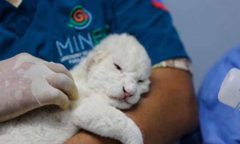 En un zoológico de Venezuela nacen leones blancos que evitarían la extinción de la especie