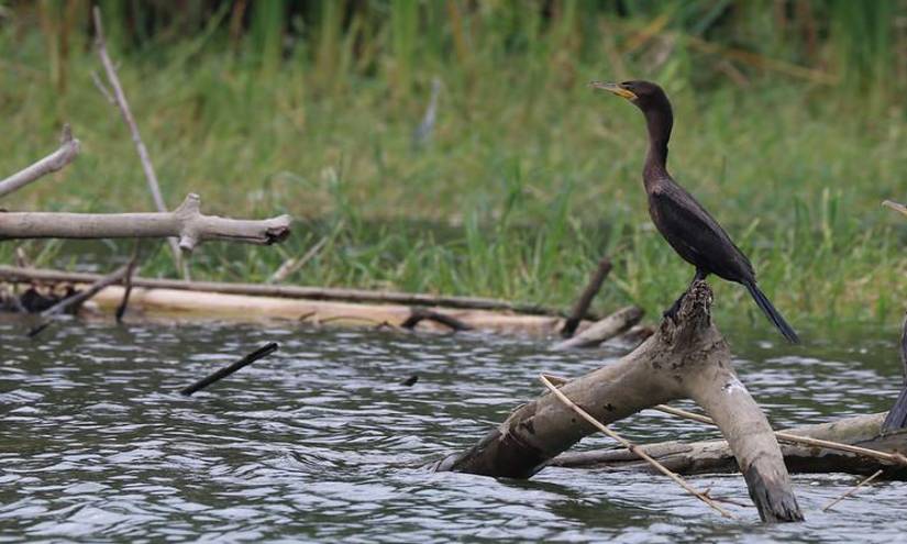Los manglares tienen gran valor medioambiental y son claves para mitigar el impacto del cambio climático.