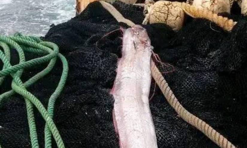 El pez fue encontrado a unas 40 millas náuticas (74 kilómetros) de Anconcito.