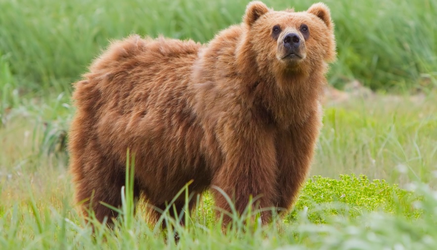 Sobrevivió un mes atrapado en la guarida de un oso en Rusia