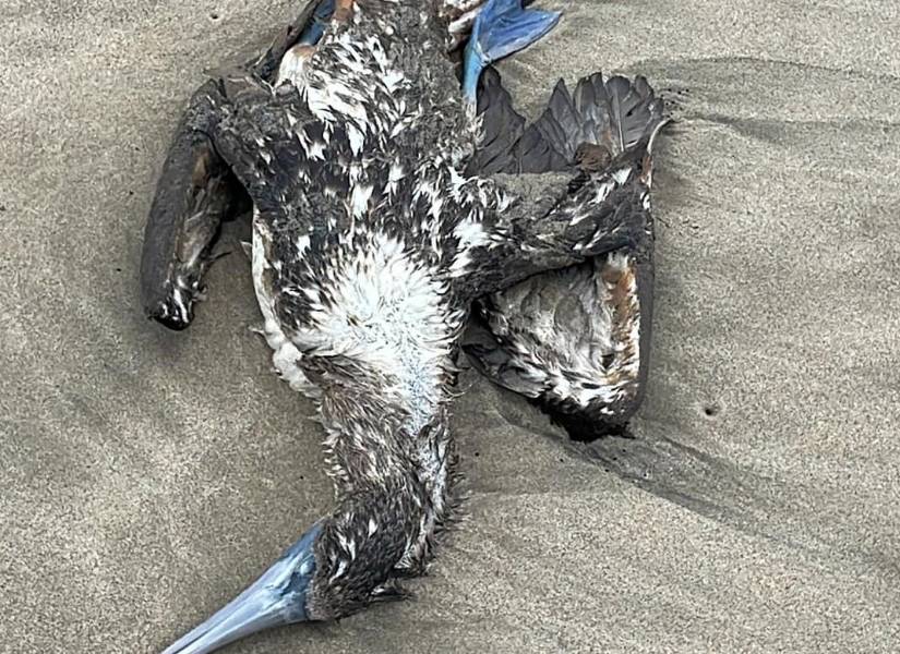 Imagen captada en Santa Elena, Ecuador.