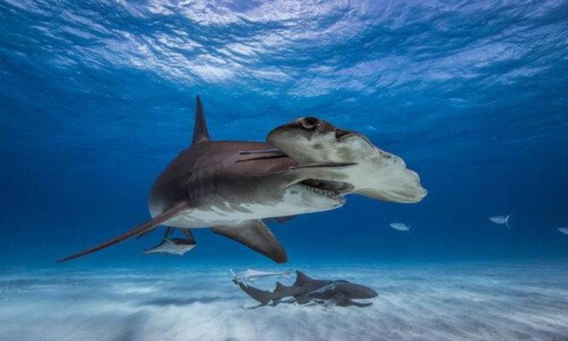 El tiburón martillo también habita en el archipiélago de Florida.