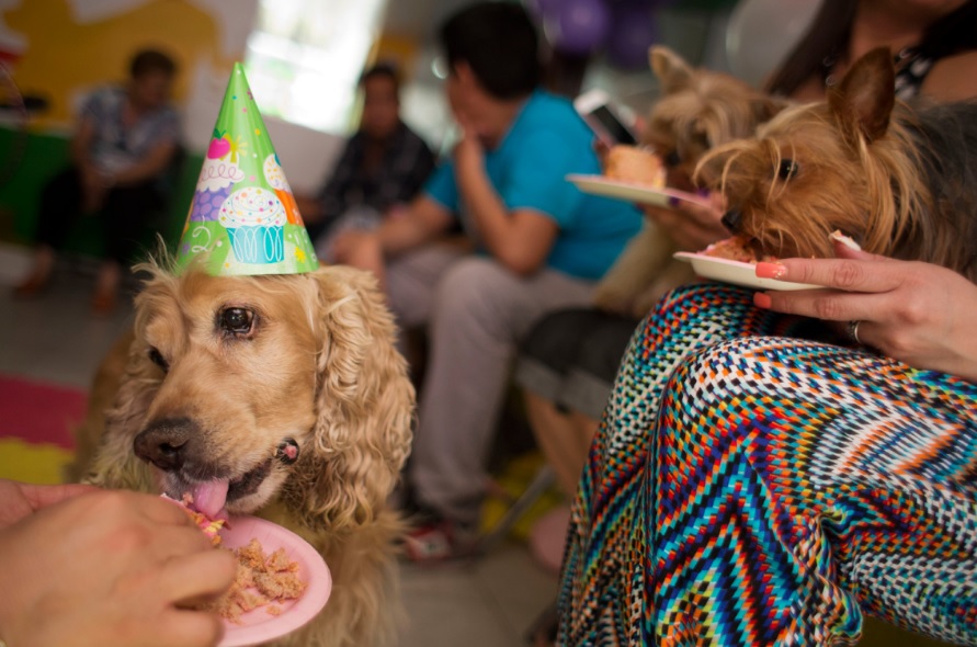 Día mundial del perro ¡Celebra a tu mascota!