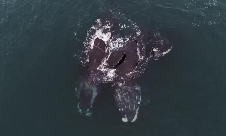 El inusual abrazo entre dos ballenas sorprende a científicos