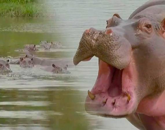 Una plaga de hipopótamos africanos avanza por Colombia; los animales fueron traídos por el narcotraficante Pablo Escobar.