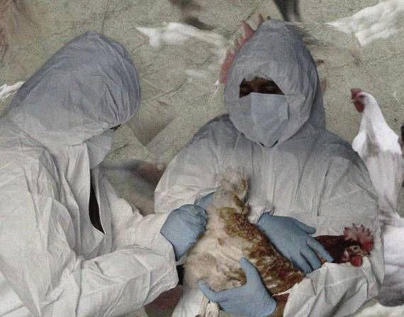 Influenza aviar en Ecuador: declaran la emergencia zoosanitaria en Ecuador