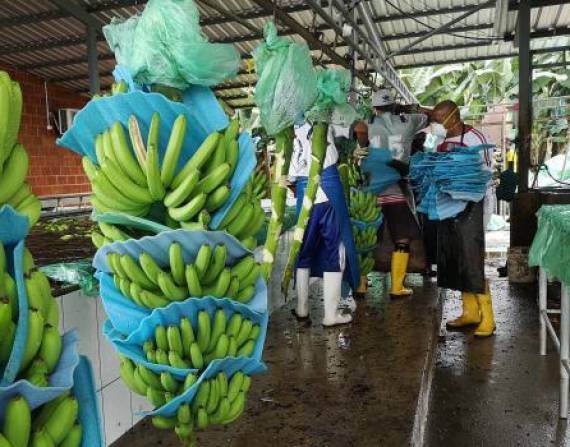 Exportadores de banano sostienen que los precios para enviar la fruta al exterior se han multiplicado.