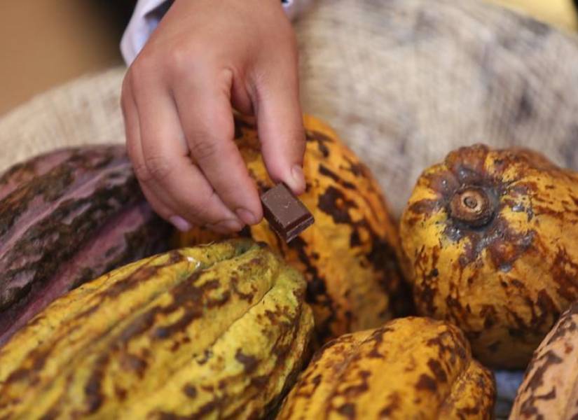 El cultivo de cacao en Ecuador genera trabajo –directo o indirecto- para no menos de 600.000 personas.