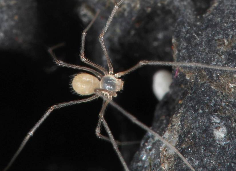 Fotografía cedida hoy por Huber Bernhard que muestra un ejemplar de la nueva especie de araña del género Metagonia zatoichi, descubierta en Galápagos.