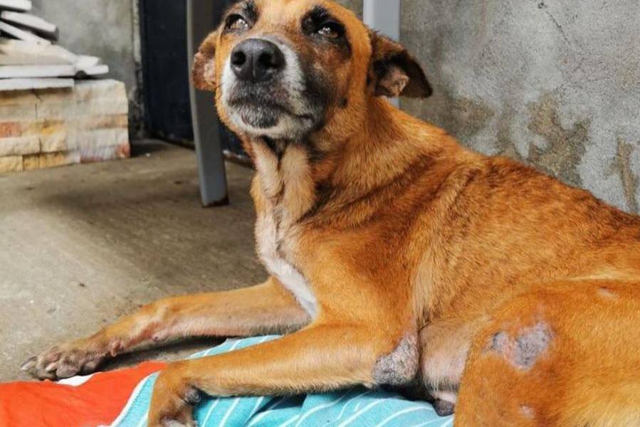 Alerta y temor por presunto mataperros en el noroeste de Guayaquil