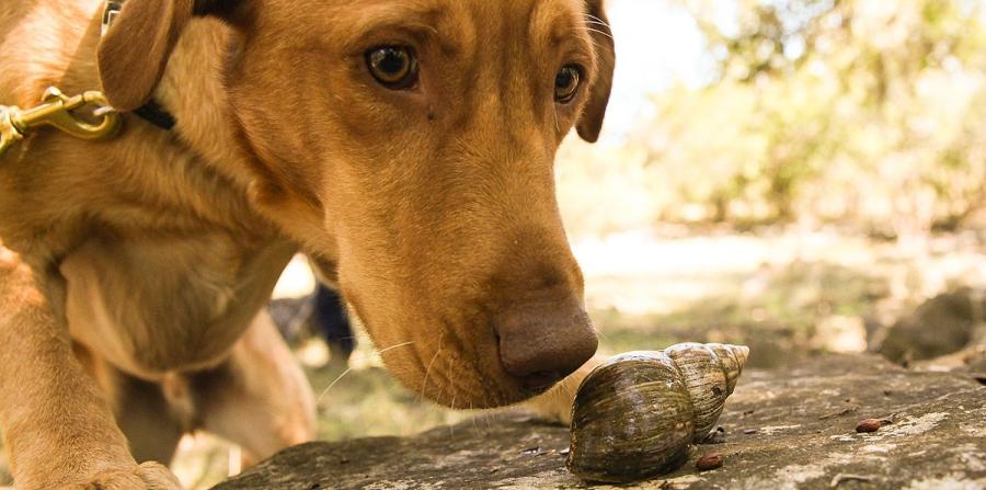 Dos labradores, en busca de caracoles gigantes en Galápagos