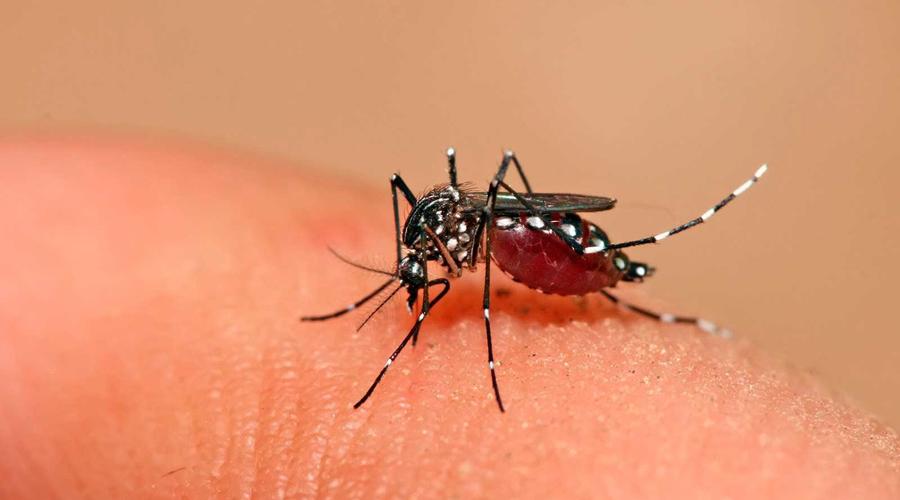 Crecen los casos de dengue en Guayaquil