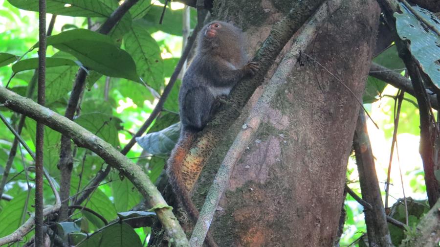 Descubren nueva especie del primate más pequeño del mundo